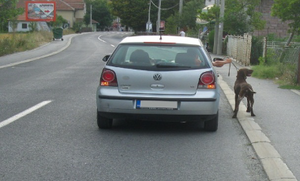 Slika uz pitanje: U situaciji kao na slici, vođenje životinje iz vozila u saobraćaju na putu